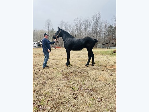 Percheron for Sale