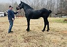Percheron - Horse for Sale in York, SC 29745 Percheron - Horse for Sale in York, SC 29745