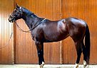 Thoroughbred Mare for Sale in Nashville, Tennessee Thoroughbred Mare for Sale in Nashville, Tennessee