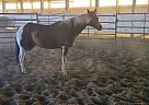 Red - Gelding in Elizabeth, CO Red - Gelding in Elizabeth, CO
