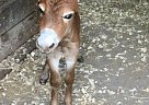 Donkey for Sale in Conway, South Carolina Donkey for Sale in Conway, South Carolina