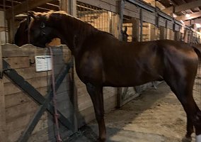 Arabian (Arabian, Gelding) in Howell, MI