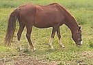 Divino - Gelding in Boerne, TX Divino - Gelding in Boerne, TX