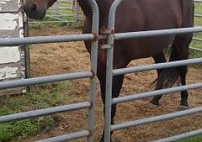 Standardbred (Standardbred, Stallion) in Astor, FL