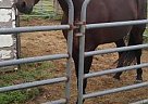Standardbred - Horse for Sale in Astor, FL 32102