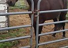 Standardbred - Horse for Sale in Astor, FL 32102 Standardbred - Horse for Sale in Astor, FL 32102