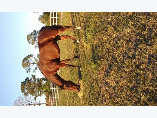 Standardbred Mare