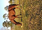 Standardbred - Horse for Sale in Astor, FL 32102 Standardbred - Horse for Sale in Astor, FL 32102