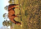 Standardbred - Horse for Sale in Astor, FL 32102