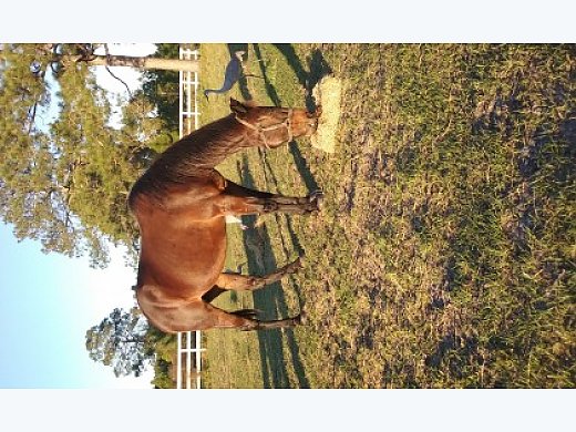 Standardbred Mare