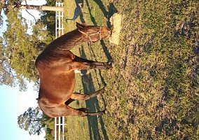 Standardbred (Standardbred, Mare) in Astor, FL
