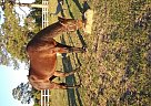 Standardbred - Horse for Sale in Astor, FL 32102 Standardbred - Horse for Sale in Astor, FL 32102