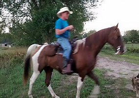 TWH Reg 9YO Gelding Sully