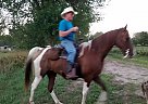 Tennessee Walking Gelding for Sale in Shelby, Michigan Sully