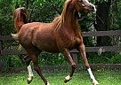 Straight Egyptian Mare Laurie Emery