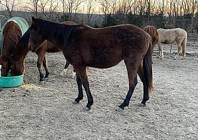 2 Year old Roan