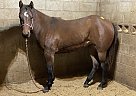 Spencer - Mare in Louisville, KY Spencer - Mare in Louisville, KY