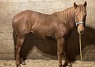 Sky Jazzy Jewel - Mare in Louisville, KY Sky Jazzy Jewel - Mare in Louisville, KY