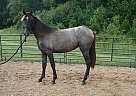 Andalusian - Horse for Sale in Santa Fe, TN 38482