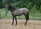 Andalusian - Horse for Sale in Santa Fe, TN 38482 Andalusian - Horse for Sale in Santa Fe, TN 38482