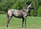 Andalusian Mare for Sale in Santa Fe, Tennessee Andalusian Mare for Sale in Santa Fe, Tennessee