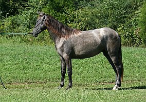 Andalusian / PRE (Andalusian / PRE, Mare) in Santa Fe, TN