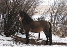 Standing Buckskin Welsh Stallion Welsh Pony Stallion