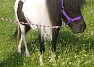 Miniature - Horse for Sale in Russiaville, IN 46979