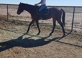 6 Year old Registered TB Gelding Toast To Jason