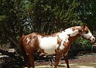 Beau Dixon Cash Bar Paint Stallion
