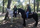 Baroque Friesian Gelding Friesian Gelding