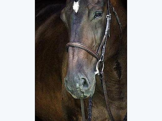 8 Year Old Oldenburg, TB Cross