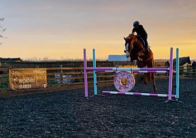 Thoroughbred (Thoroughbred, Mare)