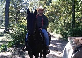 Friesian (Friesian, Gelding) in Colorado Spring, CO