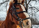 Big John - Gelding in Sebeka, MN Big John - Gelding in Sebeka, MN