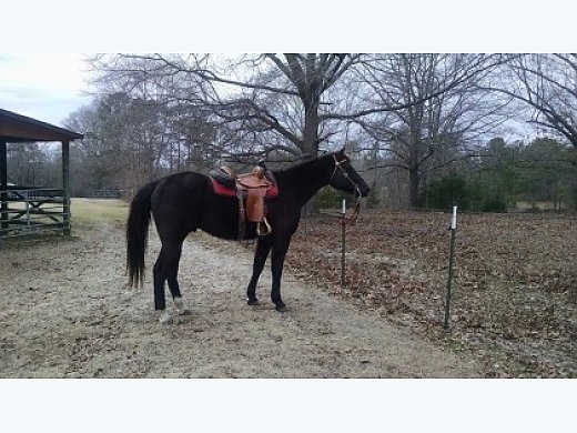 Black Thoroughbred Gelding