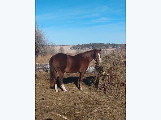Chestnut Mare