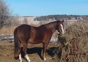 Quarter Horse (Quarter Horse, Mare) in Bennington, NE