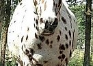 Appaloosa Gelding for Sale in Bemidji, Minnesota Appaloosa Gelding for Sale in Bemidji, Minnesota