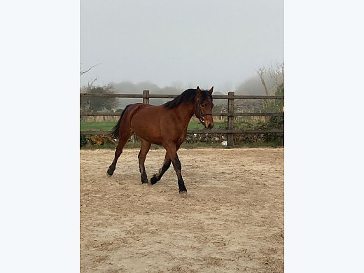 Connemara Pony