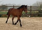Connemara Pony - Horse for Sale in Novato, CA 94945