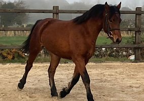 Connemara (Connemara, Gelding) in Novato, CA