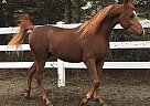 MVA Lucky Colour - Stallion in Madison, ME MVA Lucky Colour - Stallion in Madison, ME