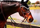 - Gelding in Pepperell, MA - Gelding in Pepperell, MA