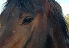 Friesian Gelding for Sale in Tucson, Arizona Friesian Gelding for Sale in Tucson, Arizona