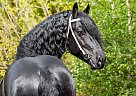 Friesian - Horse for Sale in Chagrin Falls, OH 44023