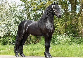 Friesian (Friesian, Stallion) in Chagrin Falls, OH