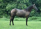 Andalusian Mare for Sale in Santa Fe, Tennessee Andalusian Mare for Sale in Santa Fe, Tennessee