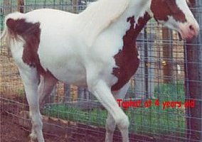Arabian (Arabian, Stallion) in Oral, SD