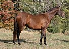 Andalusian - Horse for Sale in Santa Fe, TN 38482 Andalusian - Horse for Sale in Santa Fe, TN 38482
